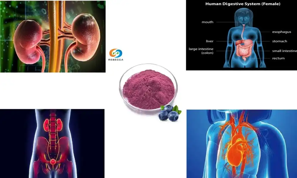 What are the key health benefits of cranberry extract for women?